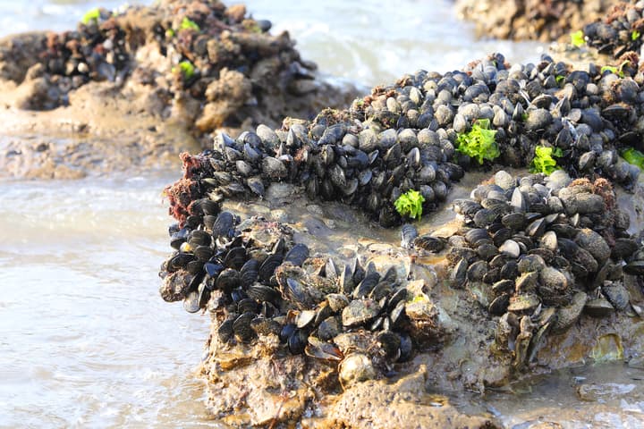 Even in the rough intertidal zone, mussels stay securely attached to rocks thanks to an amino acid known as DOPA