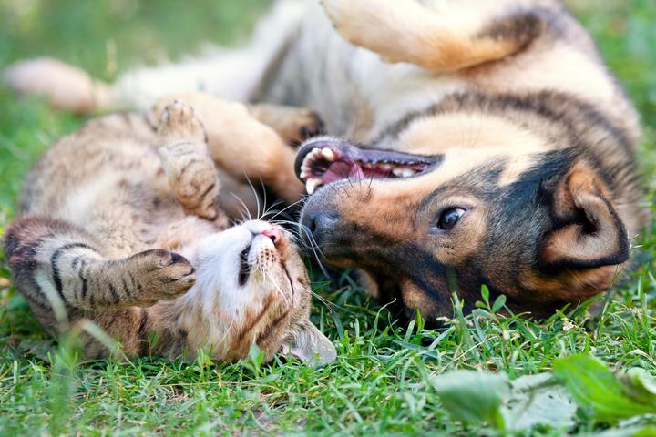 The prototype Companion Collar uses Bluetooth and GPS to keep tabs on pets