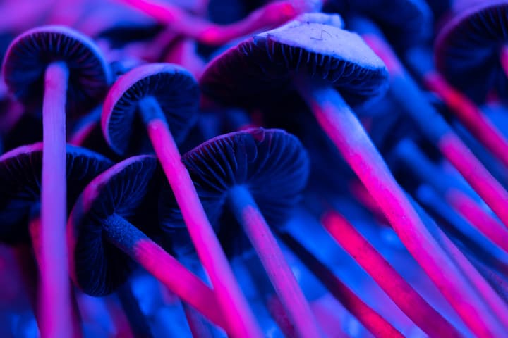 A study has found that psilocybin-assisted therapy is effective at treating depression in cancer patients