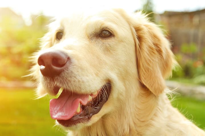 Purebreds like this golden retriever might be more prone to specific health concerns, but overall they're no less healthy than their mixed-breed cousins