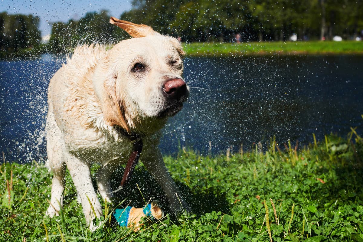 Lab work: The reason dogs do this is more complex than it seems