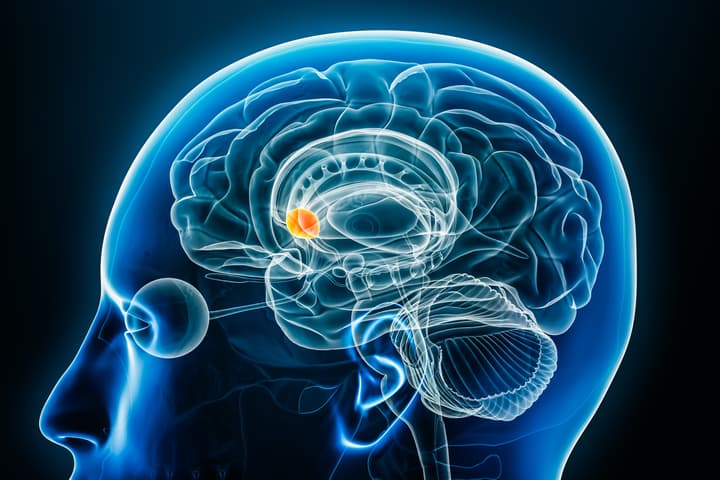 More than just the 'rewards' chemical, dopamine helps our brains avoid negative experiences based on previous 'punishment'