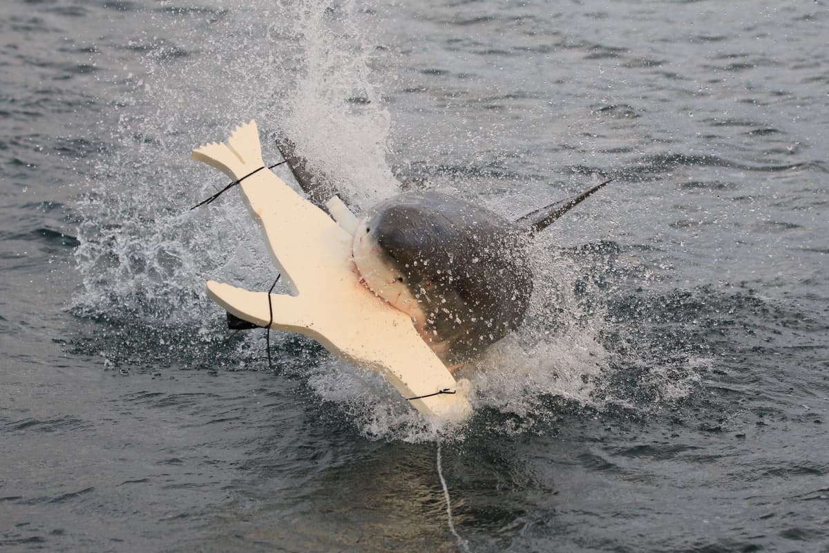 A great white goes after a seal decoy that was part of the study