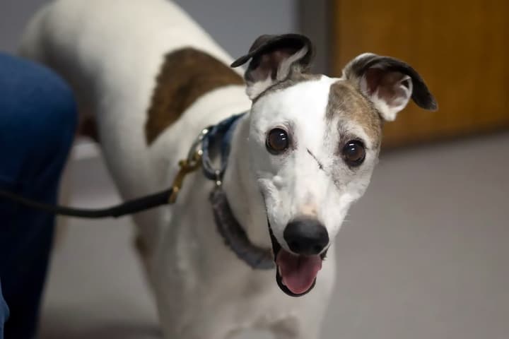 An 11-year-old Whippet called Boo is the first to be enrolled in a study to test a life-extending drug for dogs