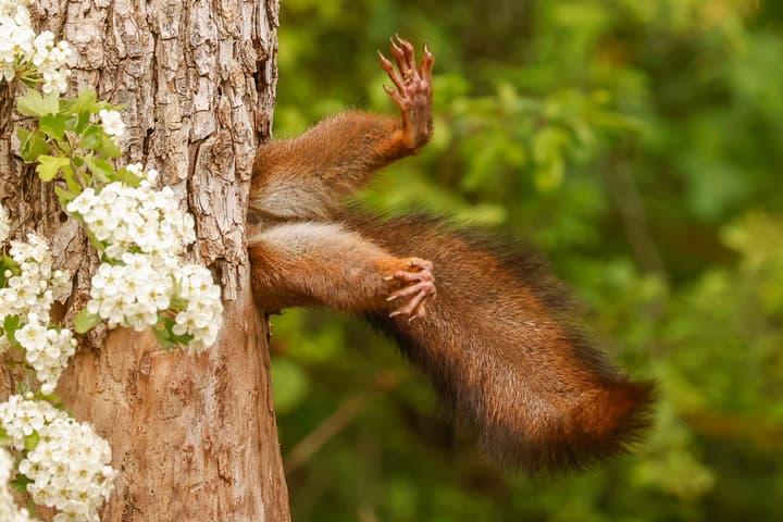 Milko Marchetti - Stuck Squirrel