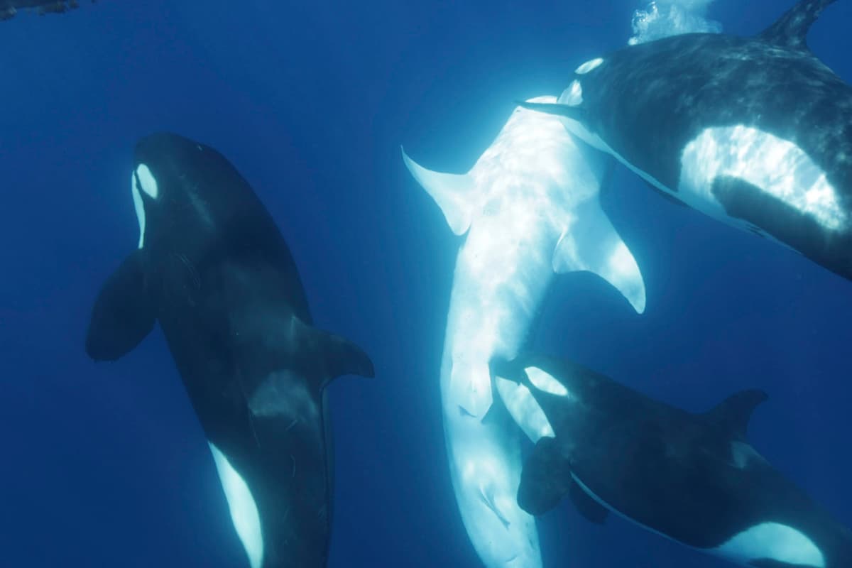 A whale shark is brought up near the surface of the water, and one orca is biting near its pelvic area