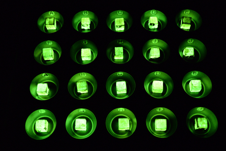 Samples of bioluminescent wood, glowing in the dark of the lab