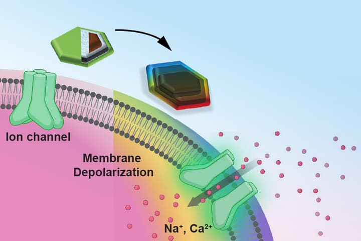 This diagram illustrates how the hexagonal MENDs discs (top) are able to electrically stimulate a neuron (pink)