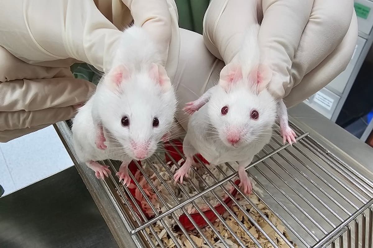 A chimeric mouse (left) with dark eyes and patches of black fur, with a wild-type mouse (right)