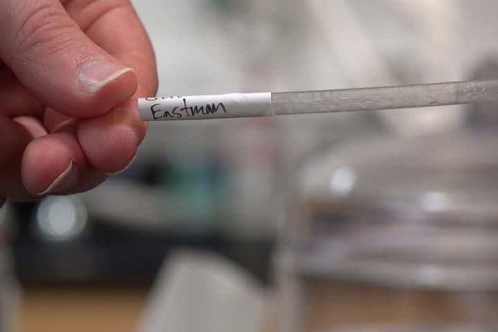 A prototype straw (who would ever have thought those two words would be used together?) developed by Eastman made of foam CDA for testing its biodegradability