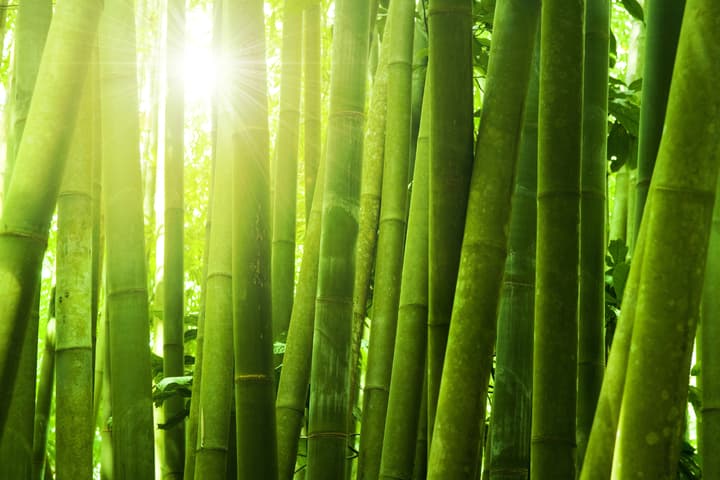 Scientists have developed transparent bamboo that's also water- and fire-resistant