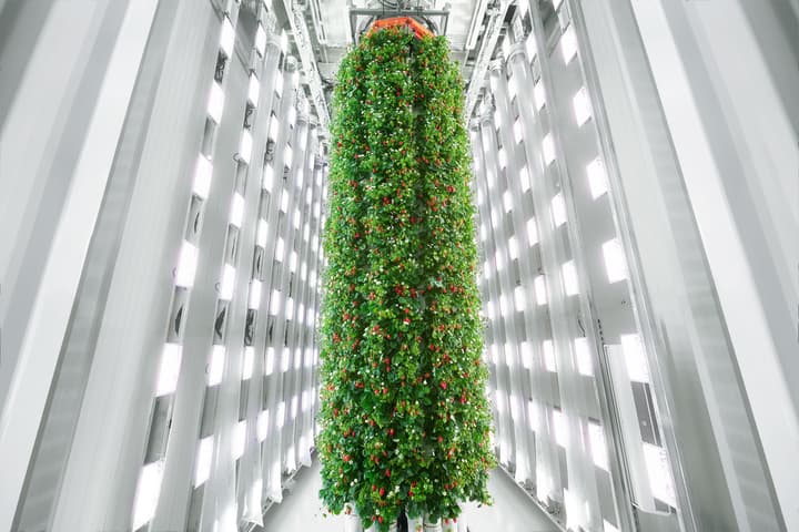 Plenty's 30-ft vertical indoor towers of strawberries