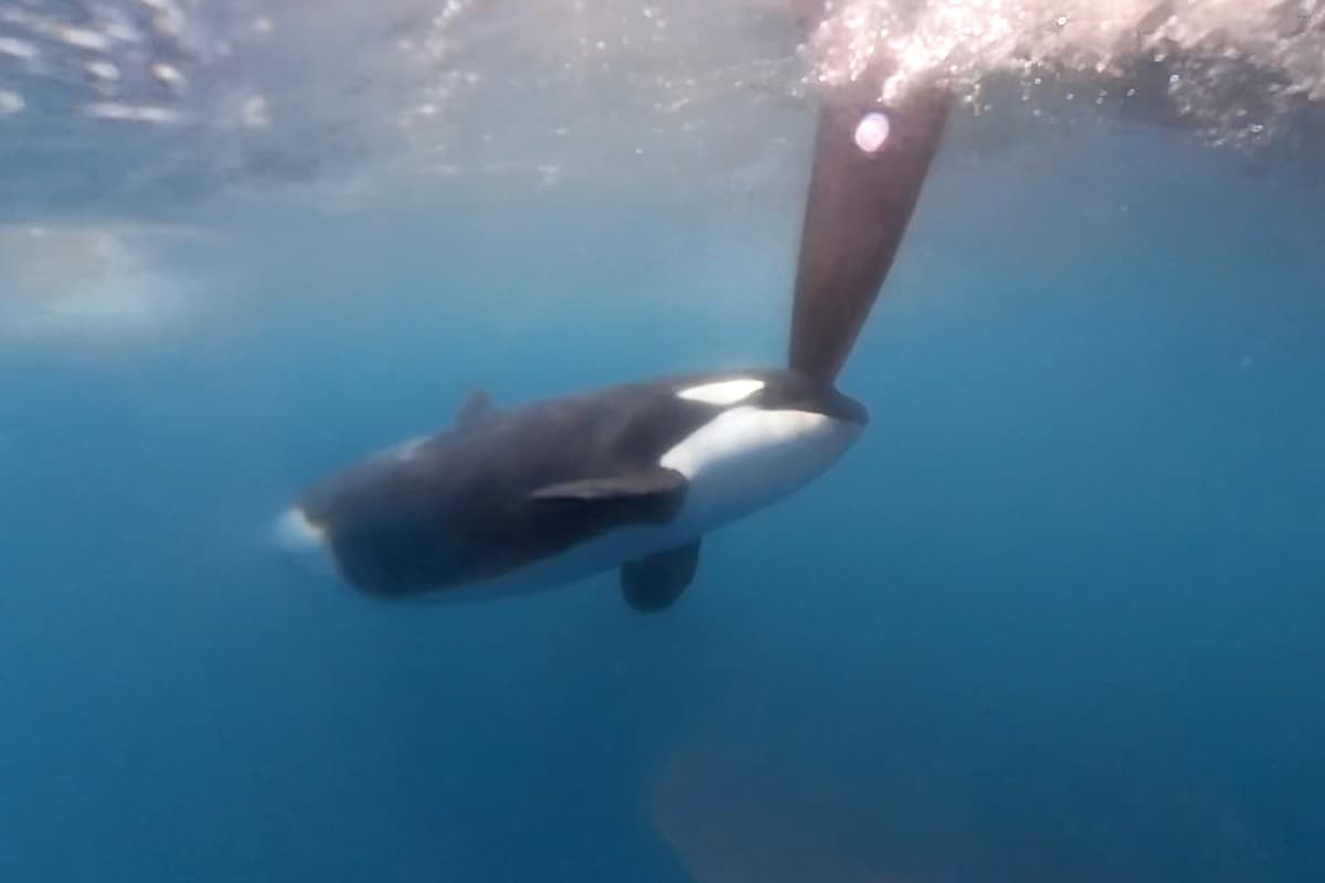 This orca gave a team competing in The Ocean Race a scare