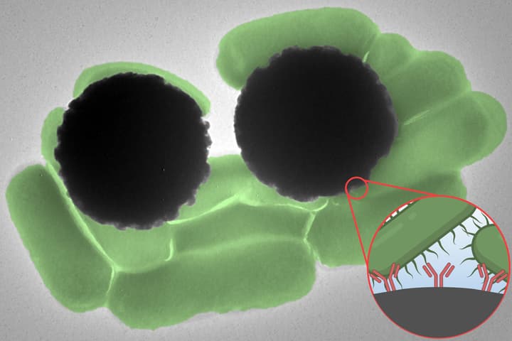 A microscope image shows Dynabeads (black) interacting with Salmonella bacteria (green) – the inset shows Y-shaped antibodies coating the Dynabeads